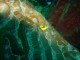 Thumbs/tn_wateryellow headed jaw fish.jpg